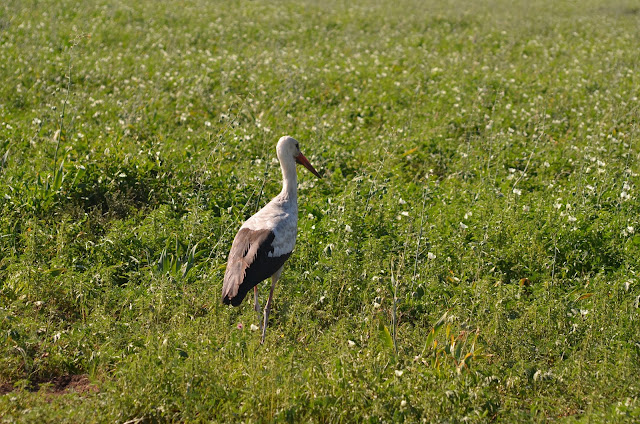 African Sacred Ibis Enjoys Walking Inside @SANParksKNP #SA #PhotoYatra #TheLifesWayCaptures