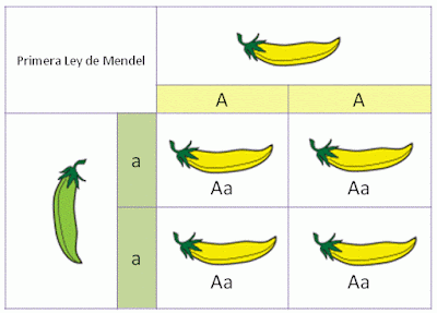 Resultado de imagen para mendel primera generación