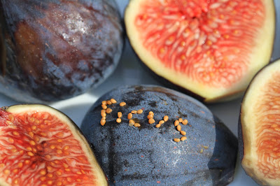 Ficus Spelled Out with Seeds