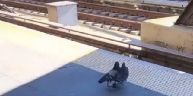 Pombas assassinas: Vídeo mostra como aves empurram rival na frente de um trem