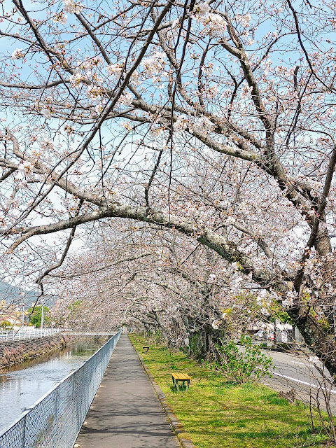 小石川沿いの桜