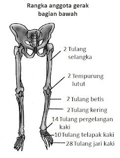 Materi Sistem Gerak pada Manusia (Rangka, Tulang, Otot dan 