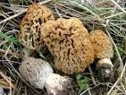 edible Mushrooms