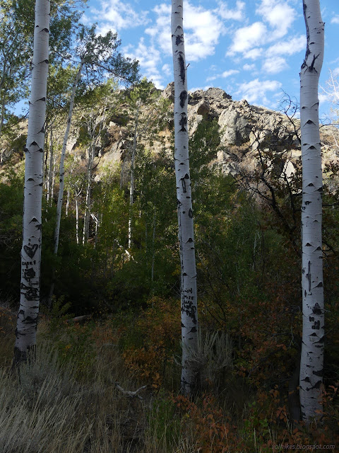 02: tall aspens