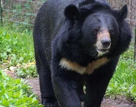 Asya Kara Ayısı (Asiatic Black Bear) Hakkında Bilgiler