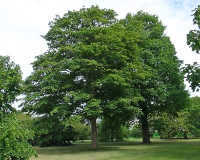 Acer-Pseudoplatanus-2