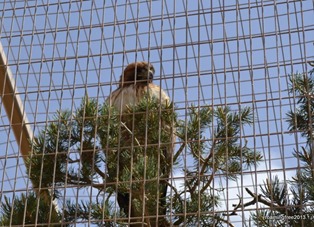 Hawk