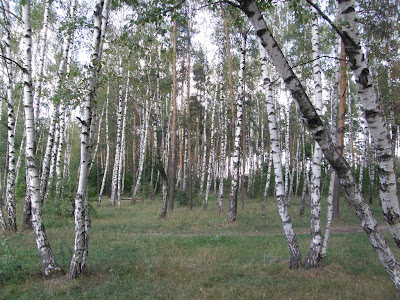 White Birch The National Tree  Of Russia Windows to Russia