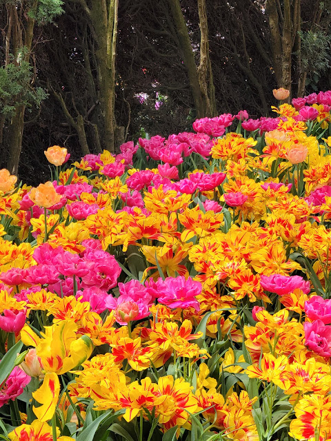 Colorful Tulips in Skagit Valley