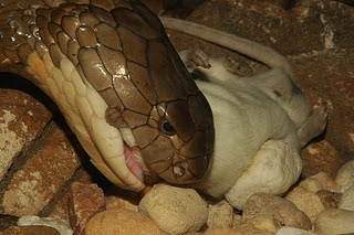 snakes,snake,cobra,cobras,snake pictures