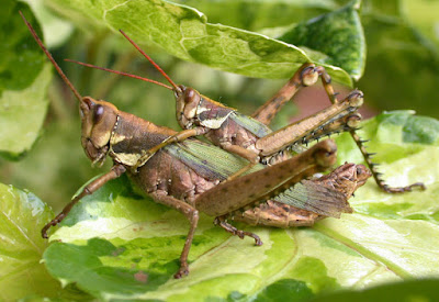 Tucura patas espinosas (Coryacris angustipennis)