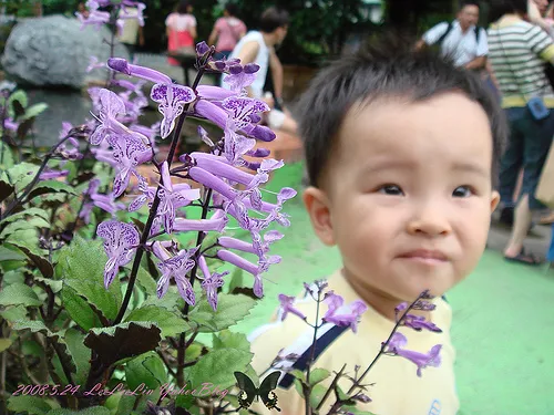 皇后鎮森林｜三峽景觀餐廳｜賞螢-可愛動物園-烤肉露營