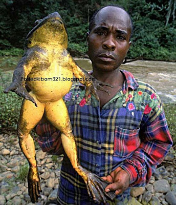 biggest frog