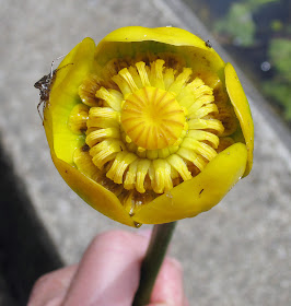 Flower of yellow water lily, Nuphar lutea, aka brandybottle, with damselfly or dragonfly exuvium.  This was floating loose in the water among some damaged plants and roots.  The flower smelt strongly of alcohol.  Keston Common grassland walk, led by Judy John.  15 June 2011.