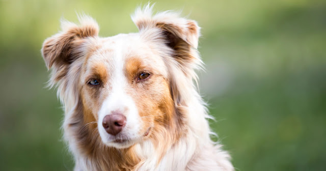 berger-australien-rouge-merle