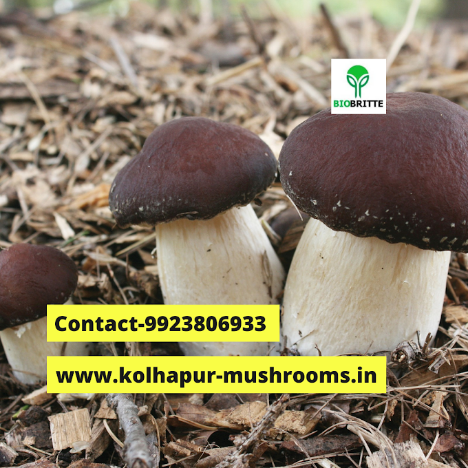 Mushroom spawn lab in osmanabad & latur | organic mushroom spawns | mushroom spawn center