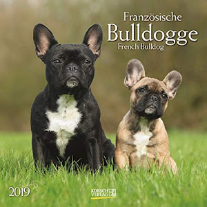 Französische Bulldogge (BK) 226119 2019: Broschürenkalender mit Ferienterminen. Hunde-Kalender. 30 x 30 cm