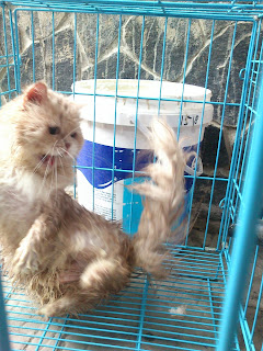 Cara memandikan kucing dengan mudah