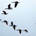 Windparken op zee voor het eerst stilgezet om trekvogels te beschermen