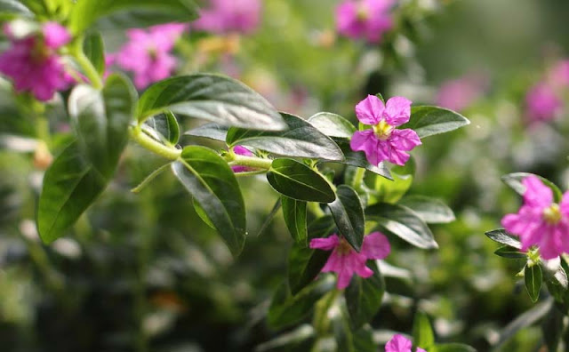 Mexican Heather Flowers Pictures