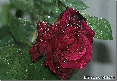Rose Mr Lincoln
