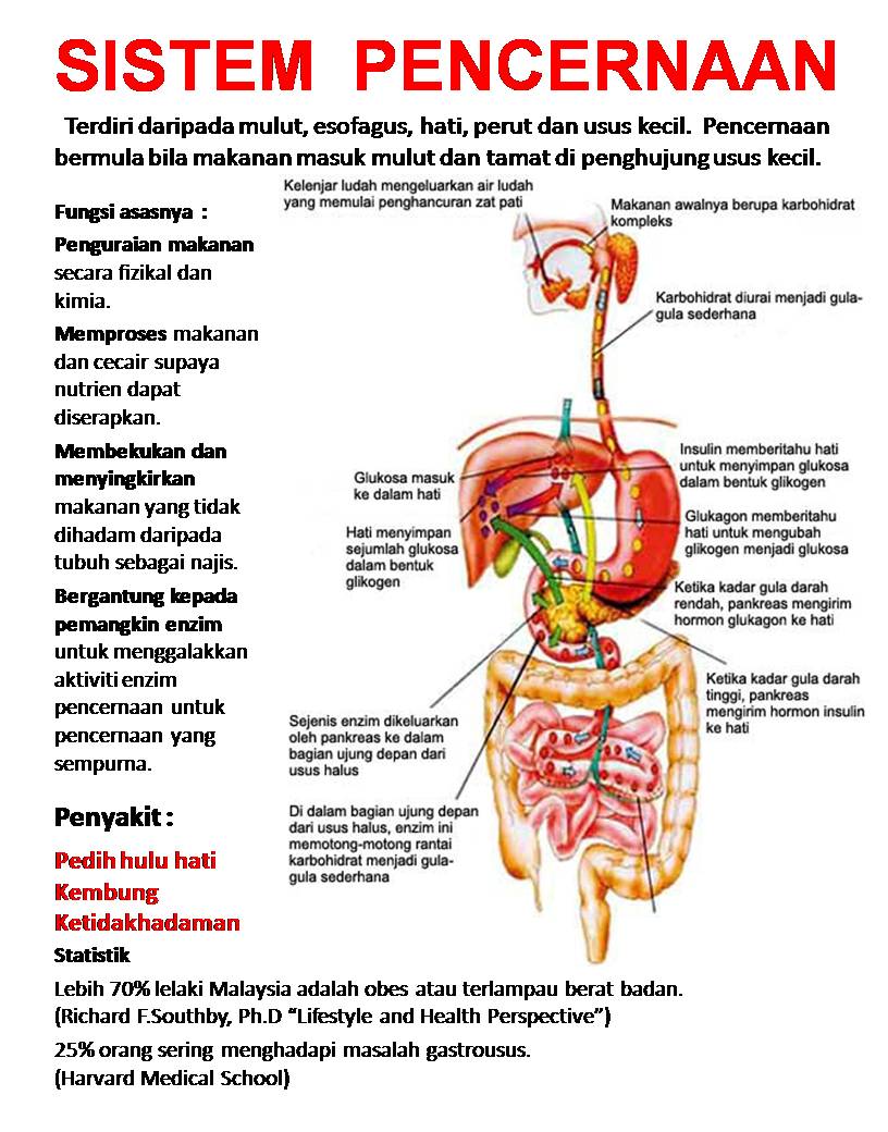 The Altruist Gambar  Untuk Sistem  Pencernaan 