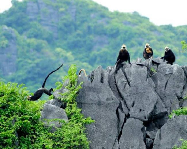 hệ sinh thái cát bà