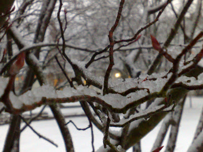 lights, snow, twigs