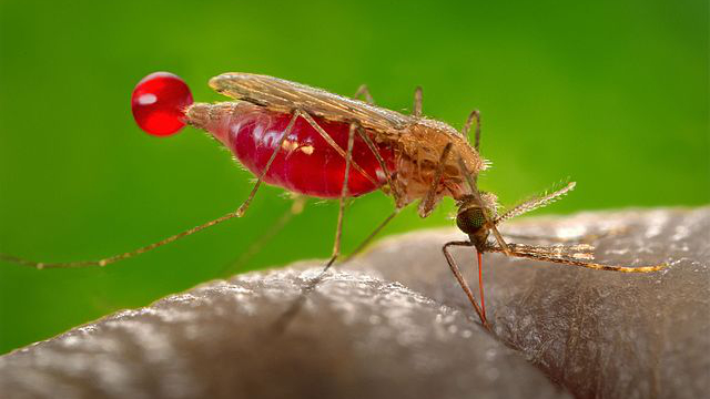 MALARIA SHOULD BE A POLITICAL AGENDA IN 2020 GENERAL ELECTION ?