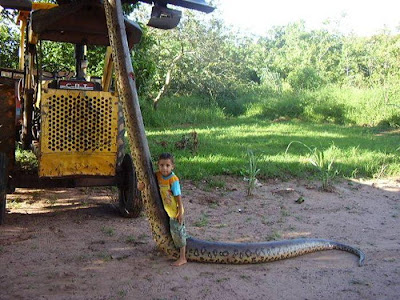 pic - First Anaconda Found and Killed in Sri Lanka