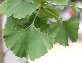 green Ginkgo leaves