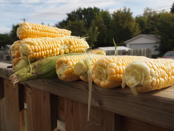 corn