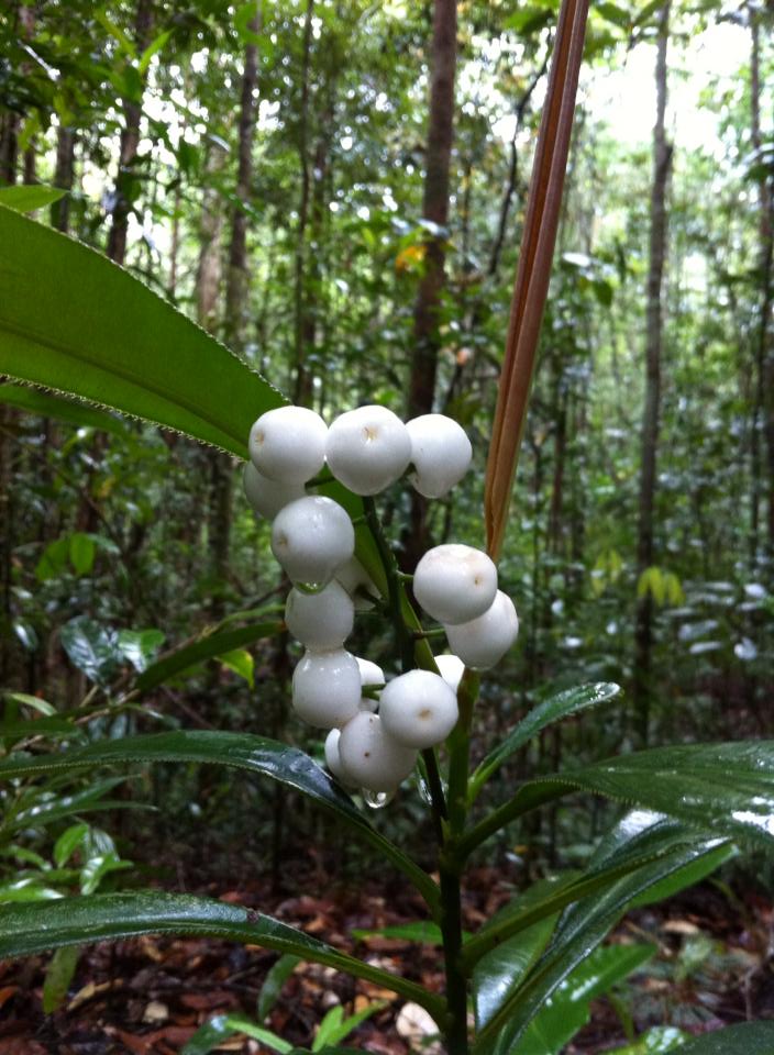 Bukit Lugam: Flora & Fauna Di Taman Rekreasi Bukit Lugam