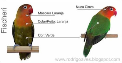 Mengenal Lovebird Fischeri GS