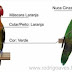 Mengenal Lovebird Fischeri Green Series