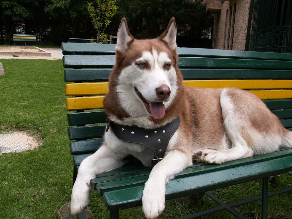 Light Red Siberian Husky