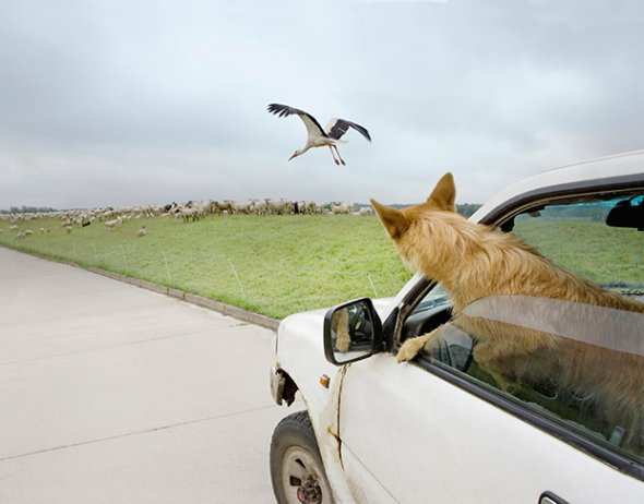 fotografias fofas meigo cachorros cães em carros