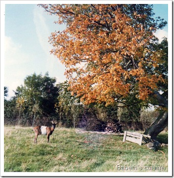 Esquelbecq chèvre