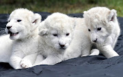 You have read this article Baby White Lion Pictures with the title Baby .