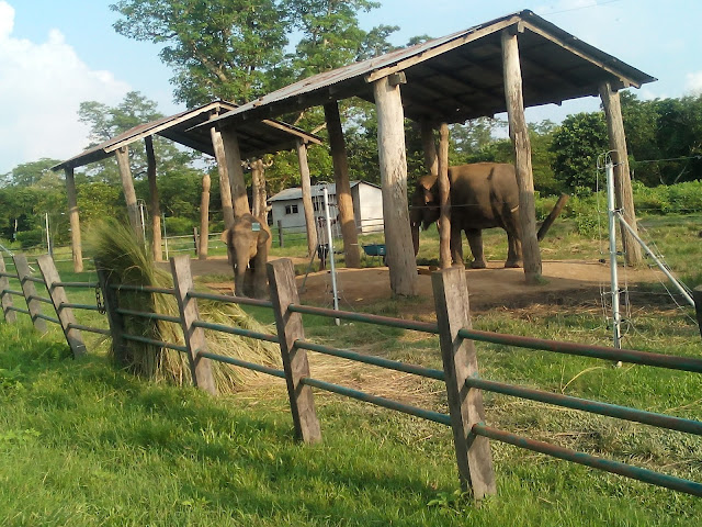 Elephant riding in Chitwan