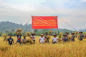 Danbrigif 4 Marinir/BS Panen Raya Padi Wujud Kerja Nyata Sukseskan Program Pemerintah