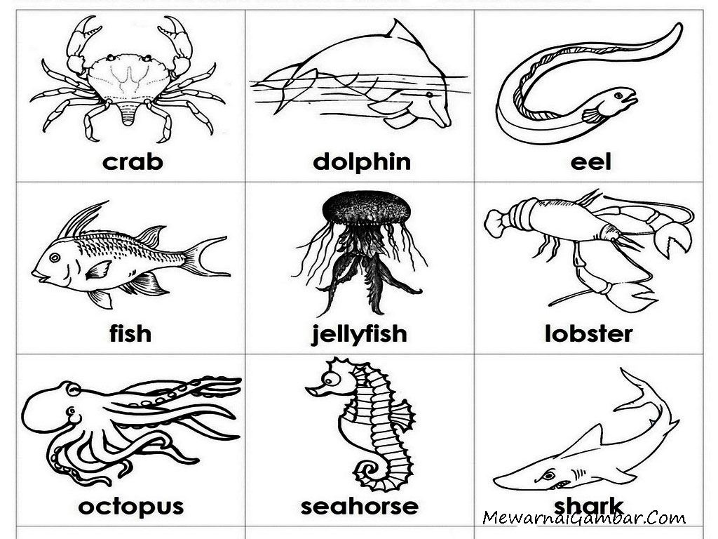 Mewarnai Gambar  Ikan Dan Binatang Laut Mewarnai Gambar 