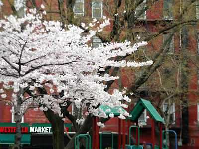 Spring Hell's Kitchen Park New York City