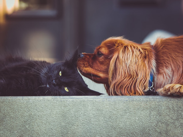 cat and dog, Lessons in love from the animal kingdom, imogen molly blog, www.imogenmolly.co.uk