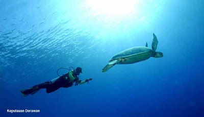 Penyu Hijau Kepulauan Derawan