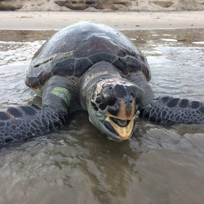 Эквадор океанская черепаха на берегу 
