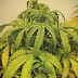 One Of The Best Underwatering Cannabis Plants Symptoms And Solutions