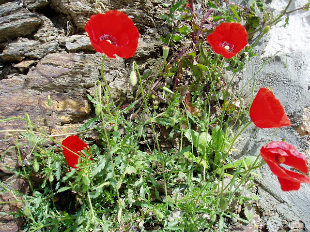 AMAPOLA: Papaver rhoeas