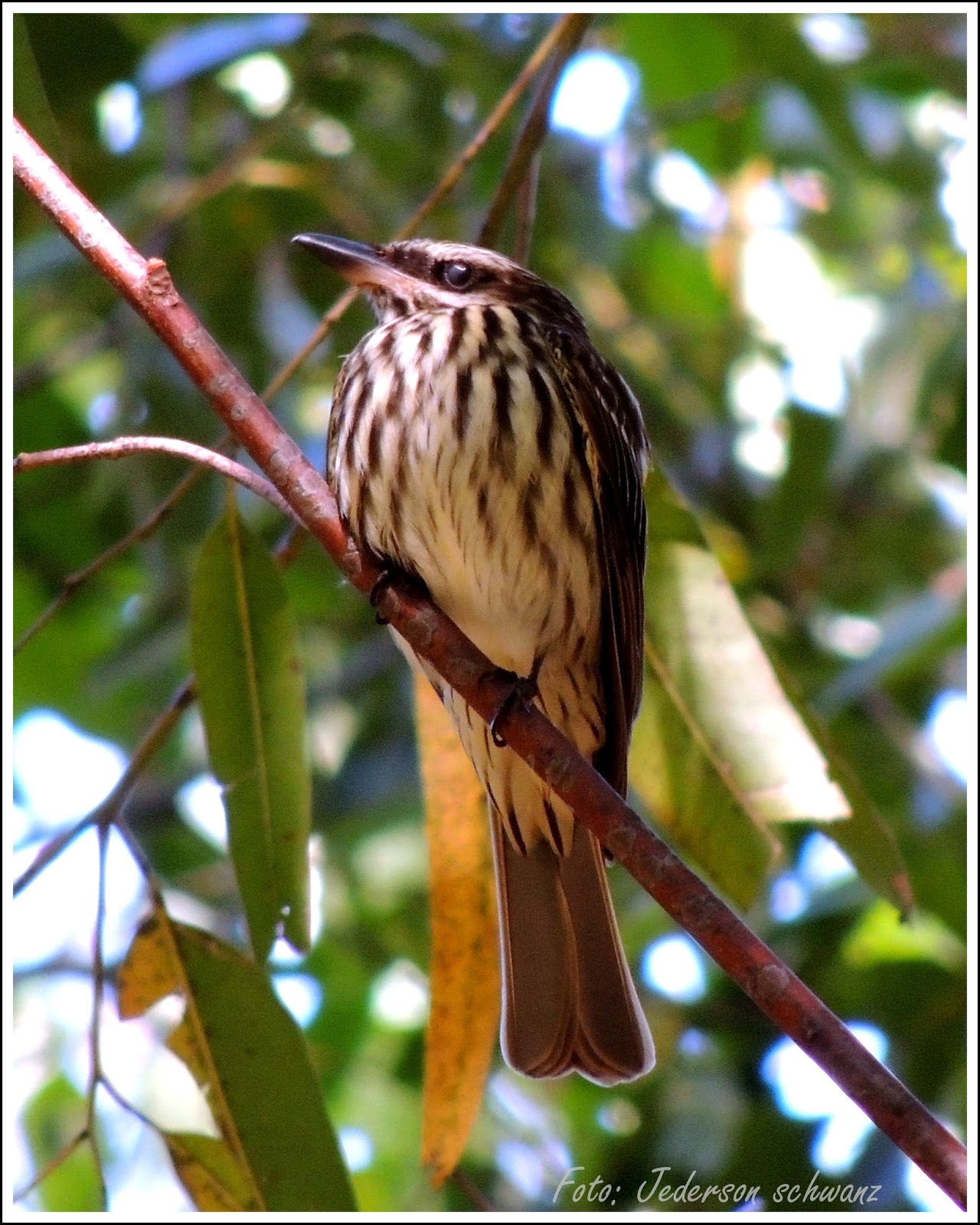 Bem Te Vi Rajado Myiodynastes Maculatus Statius Muller 1776