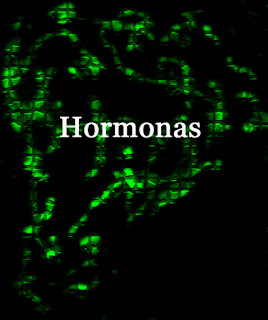 Logo del blog Hormonas
